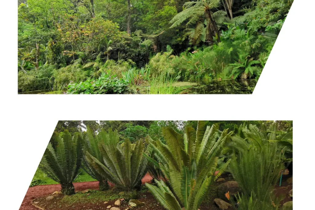 Jardín Botánico Francisco Xavier Clavijero