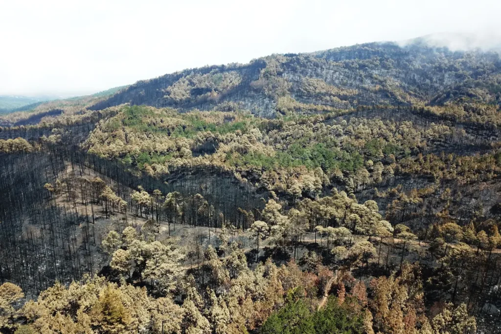 Incendio San Juan del Monte, VERACRUZ