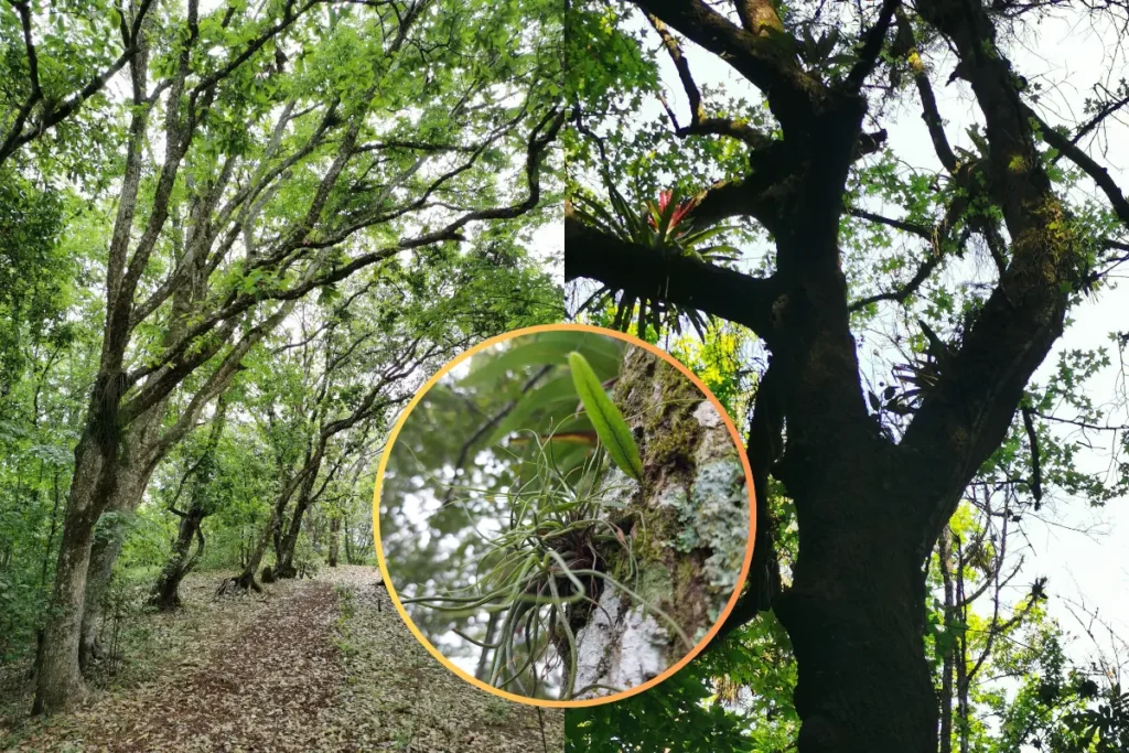 bosque urbano en el Cerro de la Galaxia