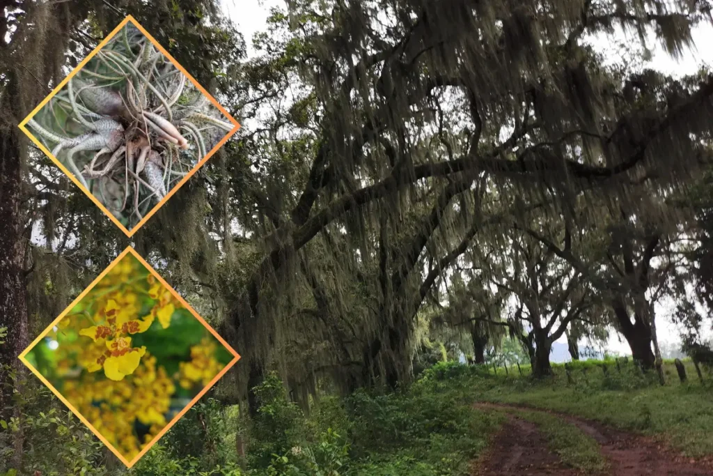 bosque en Sierra de Otontepec